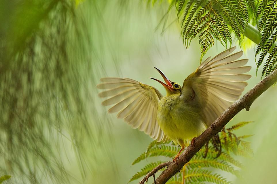 16 Na stronie Smithsonian.com można zobaczyć galerię wszystkich finalistów konkursu.
Ptak z rodzaju Arachnothera, sfotografowany na Borneo. Fot. Bjoern Olesen.