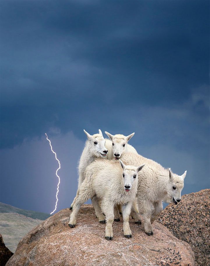 Zwycięzca kategorii Wildlife, amator. Na zdjęciu małe górskie kozice na Mount Evans w Kolorado.