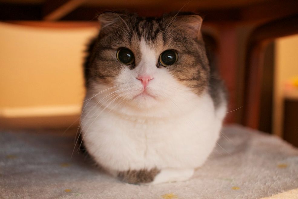 snowman cat