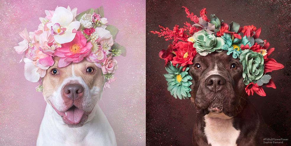 Mogłabyś powiedzieć coś więcej na temat samego projektu?
Nad serią „Flower Power” pracuję od prawie 2 lat. Zaczęło się od tego, że chciałam pracować z pitbullami. Byłam fotografką-wolontariuszką w kilku schroniskach dla zwierząt. Zawsze widziałam pitbulle w klatkach i wprawiało mnie to w poczucie dyskomfortu. Chciałam pokazać te zwierzęta w bardziej intymny sposób, a cykl portretów wydawał się dobrą formą. Nigdy nie myślałam, że ten projekt odniesie tak wielki sukces i zostanę „adwokatem” tych psów. Z czasem stało się to moją pełnoetatową pracą.