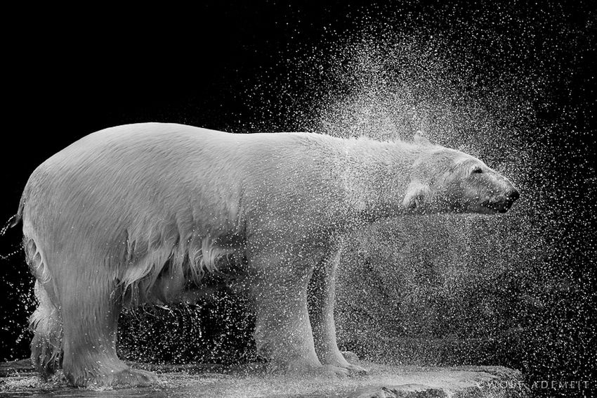 10 Niedźwiedź polarny