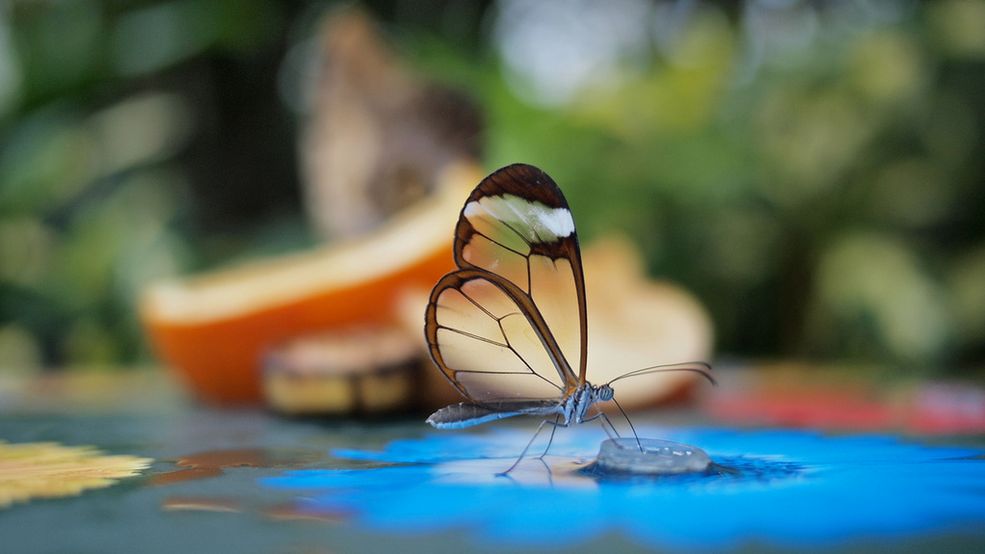 1 Bohaterem dzisiejszej galerii jest motyl szklanoskrzydły (Greta oto), który zamieszkuje Amerykę Środkowa, od Meksyku do Panamy. Fot. Swamibu / Flickr