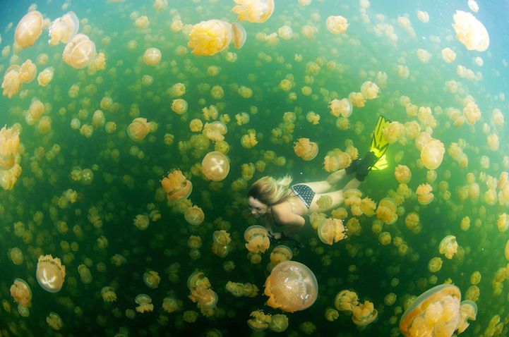 11 Pływając z meduzami. Fot. CheanChong Lim/National Geographic Traveler Photo Contest