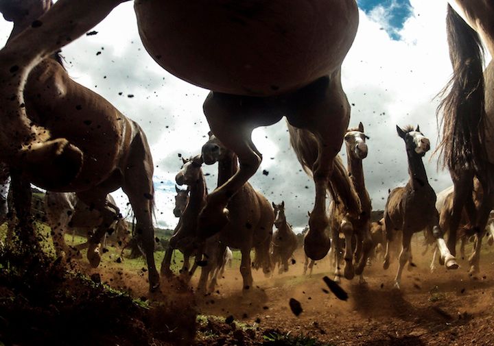 10 Criollo - konie żyjące w Ameryce Południowej. Fot. Chris Schmid/National Geographic Traveler Photo Contest