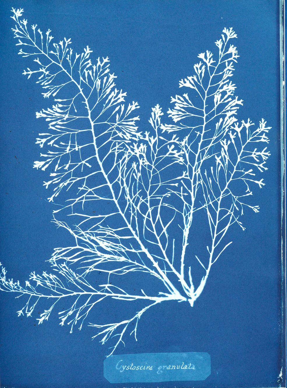 7 Jedna z ilustracji z zielnika poświęconego florze Wielkiej Brytanii © Anna Atkins