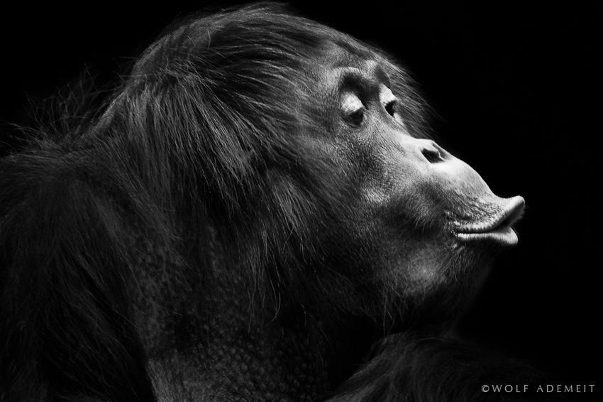 7 Orangutan