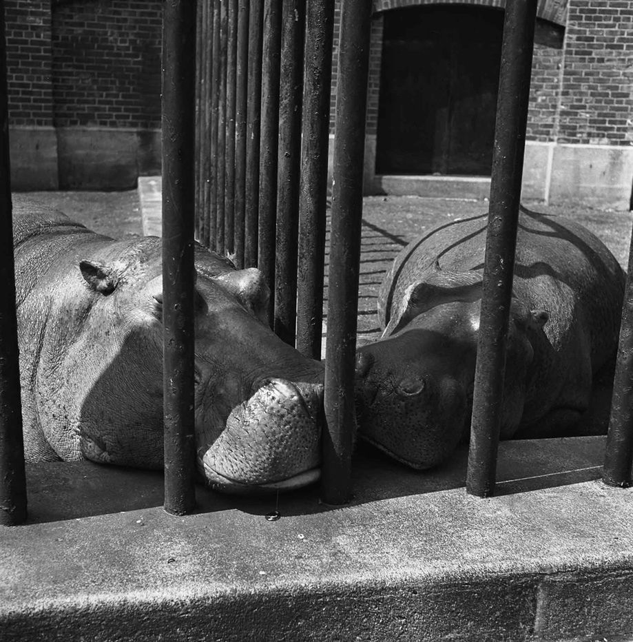 Nowy Jork, lata 50. / Vivian Maier/Courtesy Cityfiles Press
