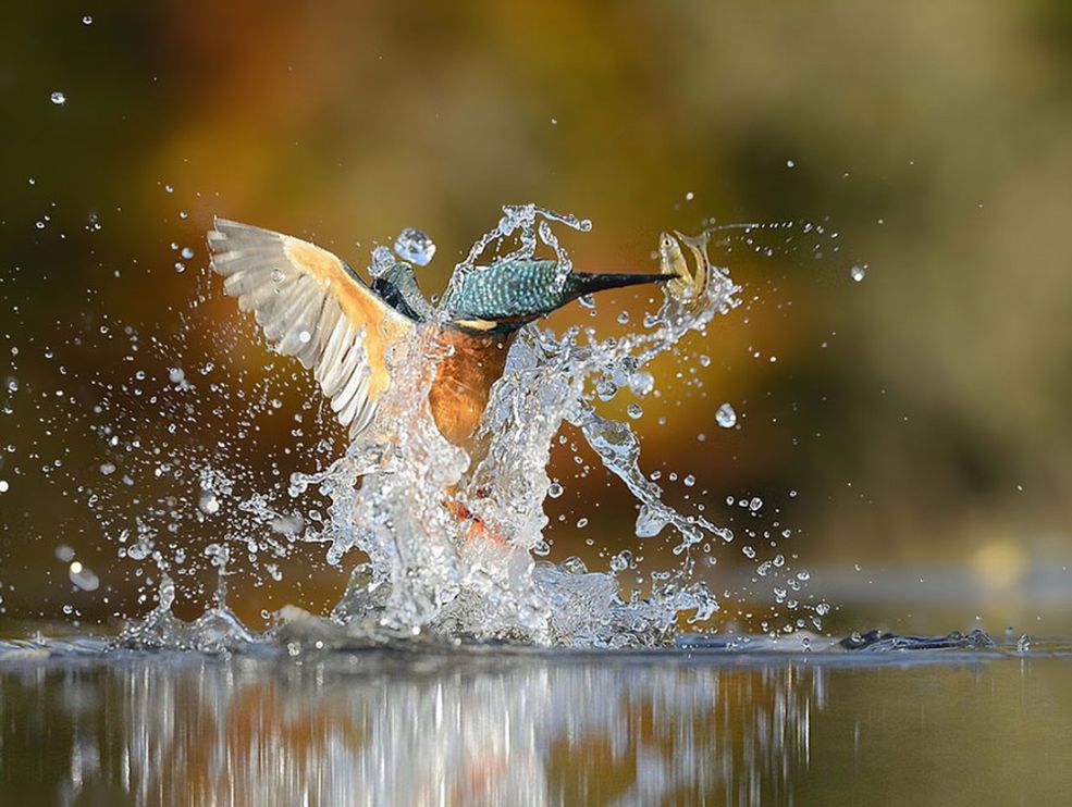 McFayden został zachęcony do fotografowania dzikiej przyrody przez swojego dziadka. Fotograf mówi: „Pamiętam, kiedy mój dziadek zabierał mnie na wędrówki, żeby pokazać gniazdo zimorodków. Byłem porażony przez piękno tych ptaków, więc lata później wróciłem w to miejsce, żeby je uwiecznić”.