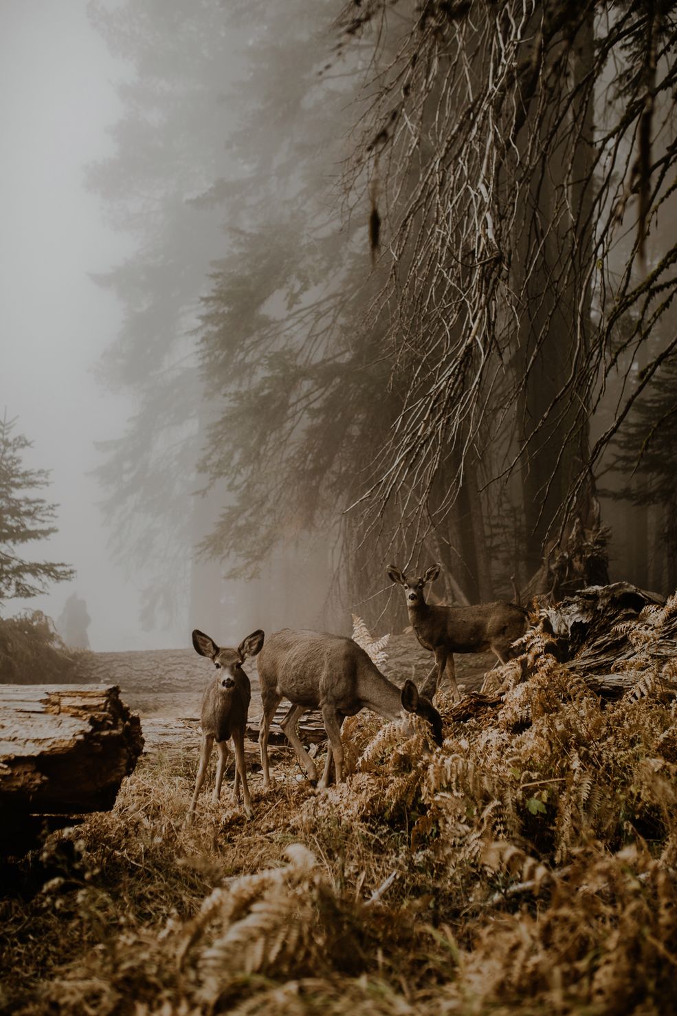 Marcin Watemborski: Twoje zdjęcie zajęło pierwsze miejsce w kategorii ”Wildlife” w konkursie otwartym, a ty zdobyłaś nagrodę National Awards w konkursie Sony World Photography Awards 2018. Mogłabyś opowiedzieć historię jego powstania?
Justyna Zduńczyk: To zdjęcie zrobiła w Sequoia National Park w Kaliforni, w Stanach Zjednoczonych. Tuż przed tym, jak mieliśmy wyjeżdżać, zobaczyłam cudowną polanę i złapałam aparat. Poprosiłam mojego narzeczonego, by chwilę poczekał i pobiegłam zrobić zdjęcie.
Zrobiłam kilka zdjęć i usłyszałam trzask gałązek. Nogi się pode mną ugięły, ponieważ w tym parku narodowym mieszkają niedźwiedzie, które są bardzo niebezpieczne i trzeba na nie uważać. Była mgła i zupełnie nie wiedziałam, co za zwierze może mnie za chwilę zaatakować. Na szczęście okazało się, że były to mulaki, które też tam żyją.
Jeden z nich był bardzo ciekawski. Podszedł do mnie i stanął nos w nos. Powąchał mnie i poszedł sobie dalej. Chwilę później dołączyły inne jelonki i zapozowały do portretu rodzinnego. Udało mi się go spokojnie sfotografować, a zwierzęta jadły w tym czasie kolacje – nie uciekały. Siedziałam tam chwilę z nimi – to było przepiękne. Dobrze to wspominam i dlatego uwielbiam to zdjęcie.