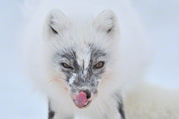 Wyróżnienie w kategorii Portfolio - Wild Planet Michał Jastrzębski obok nagrody głównej w kategorii Wild Planet doczekał się również wyróżnienia za portfolio.