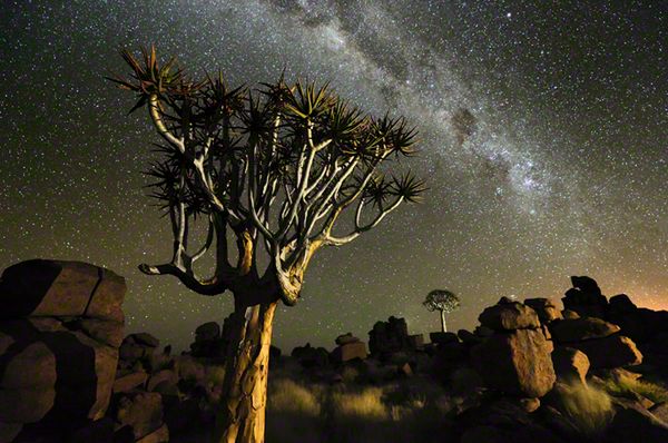 Zwycięzca w kategorii Portfolio - Wild Planet Zwycięskie zdjęcia Marsela van Oosten powstały w Namibii. Ich autor porzucił pracę w reklamie na rzecz fotografowania natury.