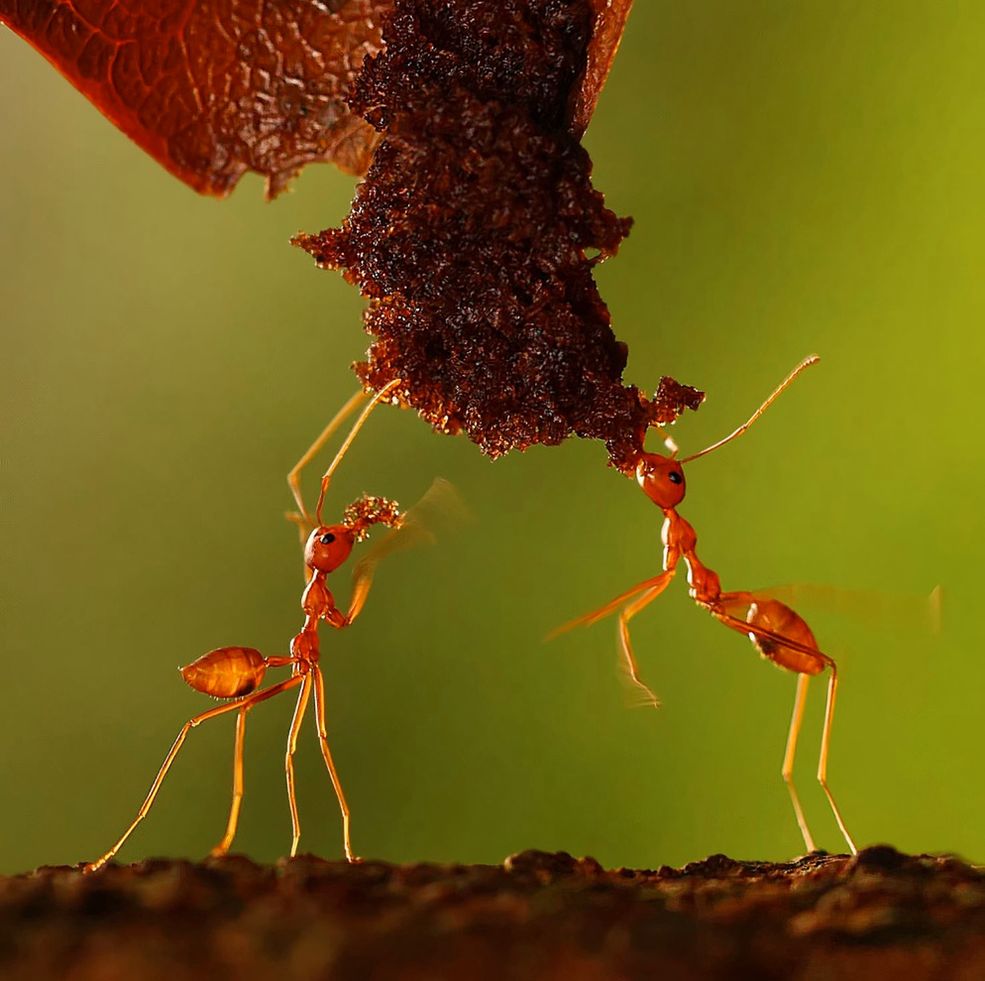 Natura i dzika przyroda: Andiyan Lutfi (Indonezja) Courtesy of Sony World Photography Awards 2011