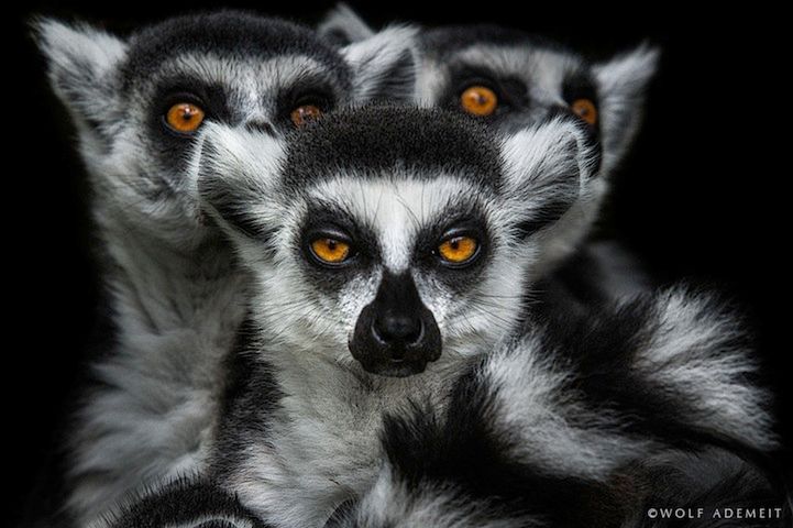 3 “Zdjęcia wykonywałem jako normalny gość ZOO. Wszystkie czarno-białe fotografie są częścią mojego konceptu serii “ANIMALS”, który powstawał w latach 2006-2011. Seria obejmuje 750 zdjęć, z których opublikowałem ok 500. © Wolf Ademeit / www.wolfademeit. Zobacz portfolio autora także w serwisie 500px.