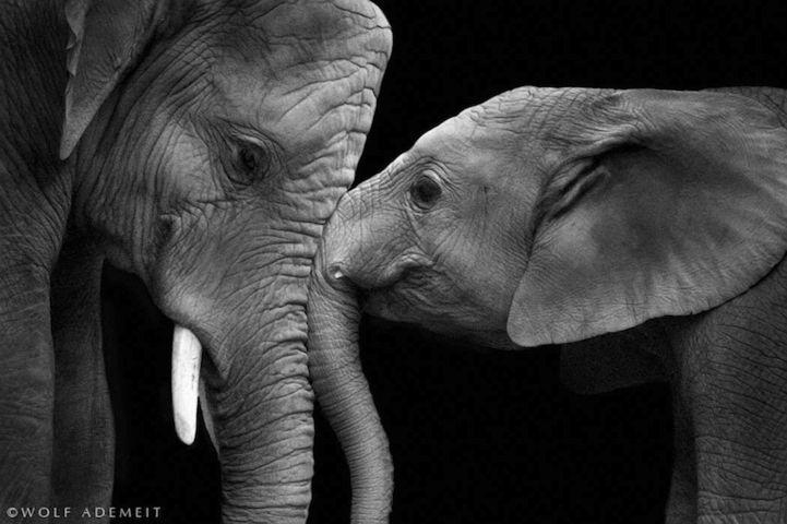 5 "Największy problem w tego typu fotografii to zwierzęta same w sobie – wie to każdy fotograf przyrody". © Wolf Ademeit / www.wolfademeit. Zobacz portfolio autora także w serwisie 500px.