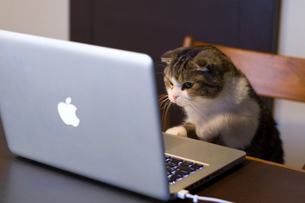 working cat