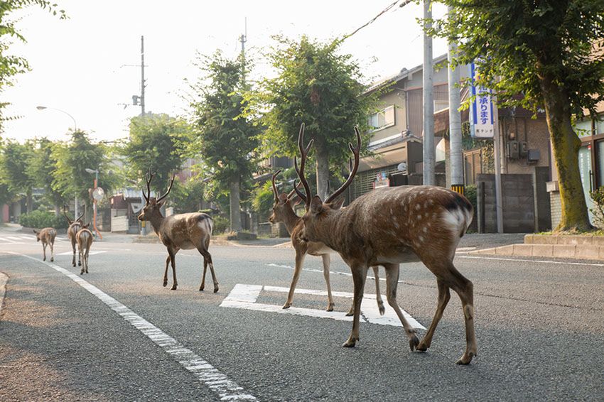 Na tych obszarach rząd zachęca obywateli do kontroli populacji jeleni. Każdego roku ponad 360 000 jeleni jest odstrzeliwanych w Japonii.