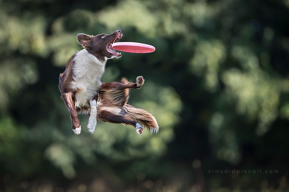 Border Collie są rasą psów, które wymagają bardzo dużo uwagi, jak i są podatne na tresurę. Potrafią niesamowicie odwzajemnić miłość właściciela i jego zaangażowanie. Claudio podczas szkolenia i zabawy ze swoimi podopiecznymi ćwiczy również fotografię sportową robiąc zdjęcia swoim psom podczas gry we frisbee.