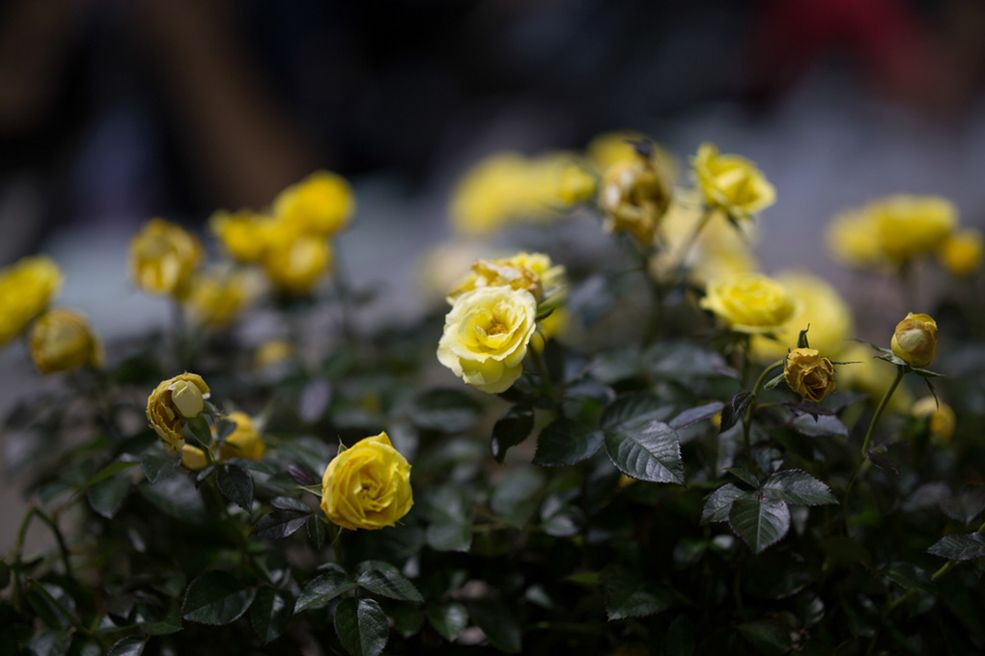 85 mm, 1/800 s, f/1.4, ISO 100 Pełna rozdzielczość