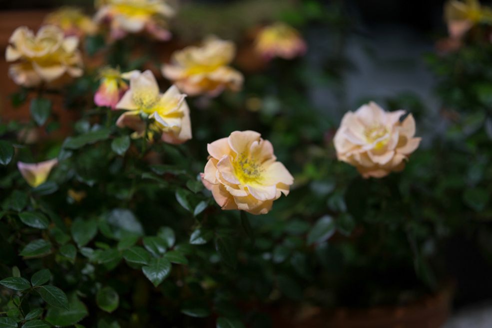 85 mm, 1/800 s, f/1.4, ISO 100 Pełna rozdzielczość