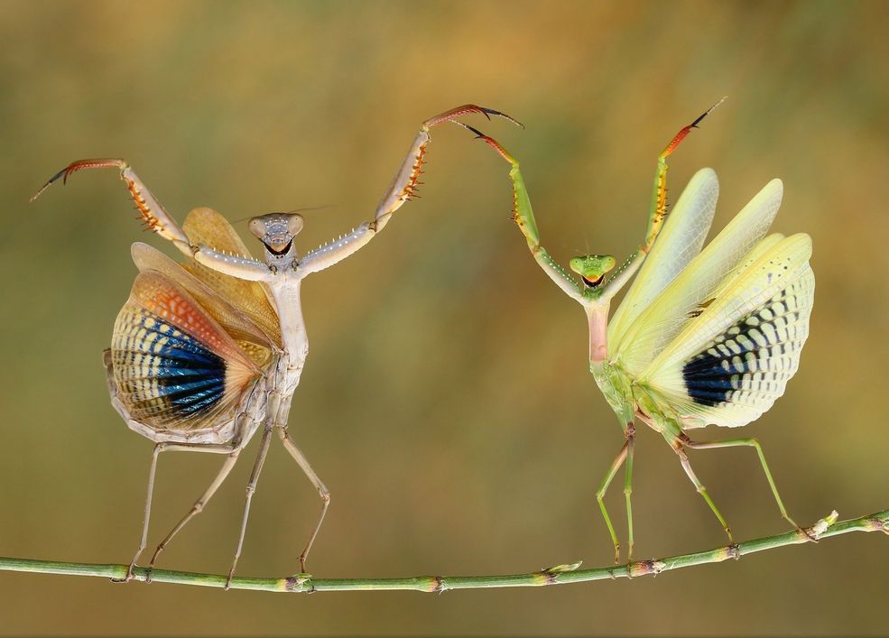 Natura | Więcej ciekawych zdjęć znajdziecie na stronie National Geographic Photo Contest 2014
