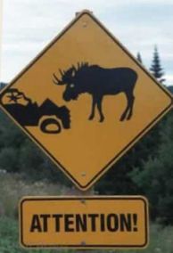 Łoś