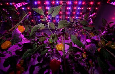 Yellow peppers are illuminated by the light of a flash while the rest of the plant is seen under blue and red Light Emitting Diode (LED) lights at PlantLab, a private research facility, in Den Bosch, central Netherlands, Monday March 28, 2011. Farming is moving indoors, where the sun never shines, where rainfall is irrelevant and where the climate is always right The perfect crop field could be inside a windowless building with meticulously controlled light, temperature, humidity, air quality and nutrition. It could be in a New York high-rise, a Siberian bunker, or a sprawling complex in the Saudi desert. (AP Photo/Peter Dejong)