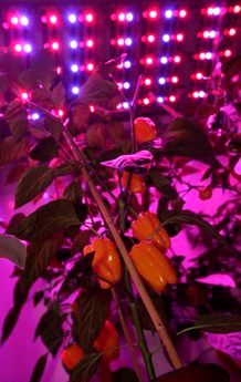 Yellow peppers grow as they are illuminated by red and blue Light Emitting Diode (LED) lights at PlantLab, a private research facility, in Den Bosch, central Netherlands, Monday March 28, 2011. Farming is moving indoors, where the sun never shines, where rainfall is irrelevant and where the climate is always right The perfect crop field could be inside a windowless building with meticulously controlled light, temperature, humidity, air quality and nutrition. It could be in a New York high-rise, a Siberian bunker, or a sprawling complex in the Saudi desert. (AP Photo/Peter Dejong)