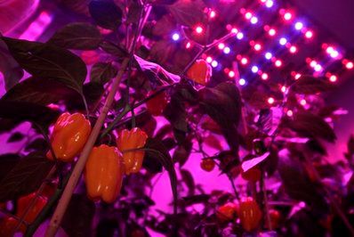 Yellow peppers are seen under blue and red Light Emitting Diode (LED) lights at PlantLab, a private research facility, in Den Bosch, central Netherlands, Monday March 28, 2011. Farming is moving indoors, where the sun never shines, where rainfall is irrelevant and where the climate is always right The perfect crop field could be inside a windowless building with meticulously controlled light, temperature, humidity, air quality and nutrition. It could be in a New York high-rise, a Siberian bunker, or a sprawling complex in the Saudi desert. (AP Photo/Peter Dejong)