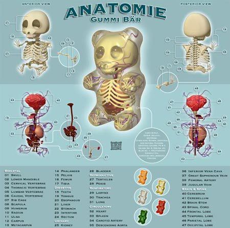 Anatomia