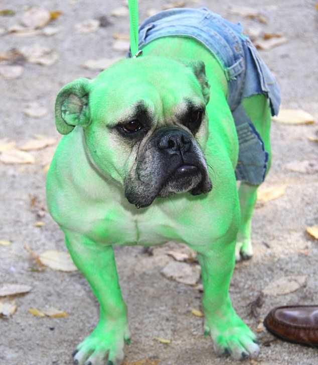 15 najciekawszych psich przebrań na Halloween