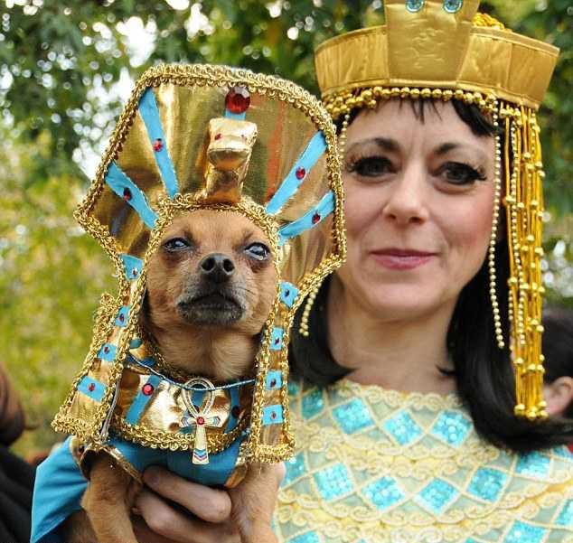 15 najciekawszych psich przebrań na Halloween