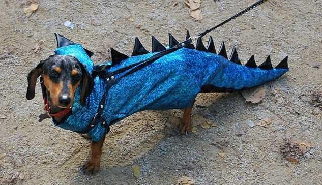 15 najciekawszych psich przebrań na Halloween