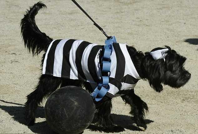 15 najciekawszych psich przebrań na Halloween