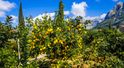 Soller i Port de Soller