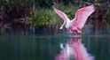 Park Narodowy Everglades, Floryda