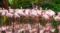 Bagna Everglades, Floryda