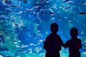 Jakie jest największe akwarium na świecie? Poznaj ranking