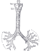 Schemat budowy chrząstki krtani, oskrzeli oraz tchawicy