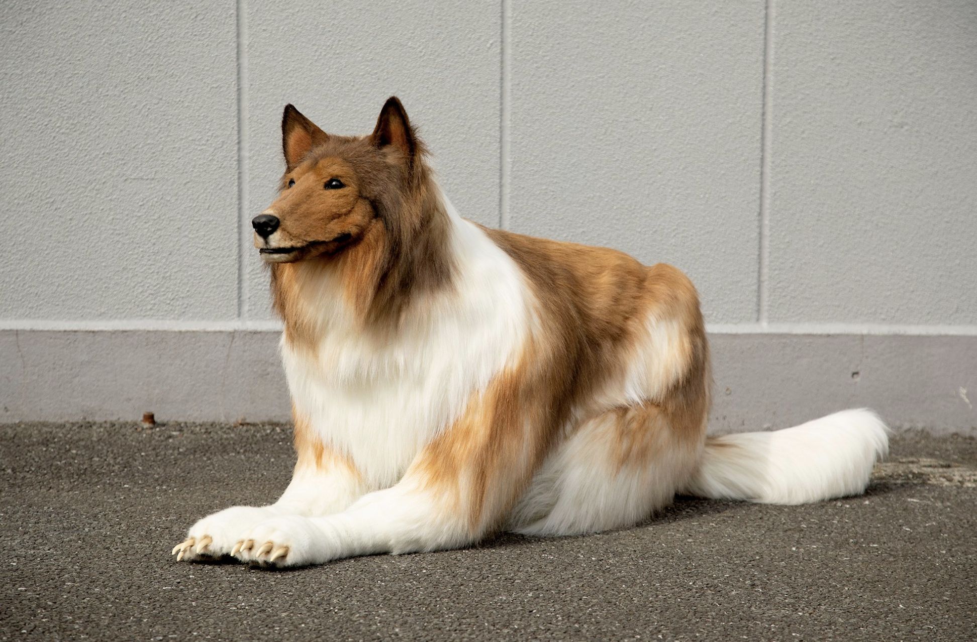 Nie, to nie jest pies. Japończyk wydał na to ponad 12 ...