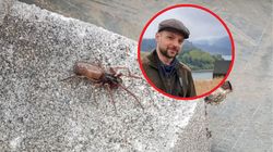 Zalęgły się pod domem. Internauta pyta, czy są jadowite. Ekspert odpowiada