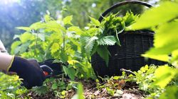 Zioła, dzięki którym pozbędziesz się nadmiaru wody z organizmu