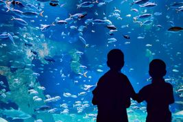 Jakie jest największe akwarium na świecie? Poznaj ranking