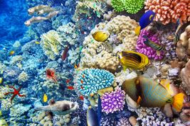 Rafa koralowa - najpiękniejsze miejsca do nurkowania na wakacje
