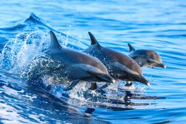 Gdzie można zobaczyć delfiny? Top 5 miejsc