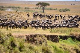 Serengeti – najpiękniejszy park narodowy Tanzanii