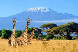 Koronawirus a wakacje - zasady wjazdu do Kenii