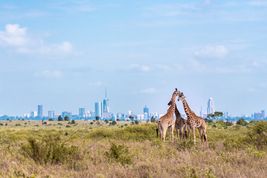 Stolica Kenii – co zobaczyć w Nairobi?