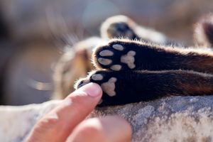 Ile koty mają palców?