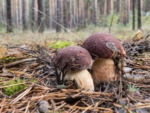 Na rozgrzewkę coś naprawdę łatwego. ten grzyb to marzenie każdego grzybiarza.