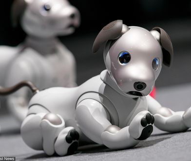 robot pies aibo
